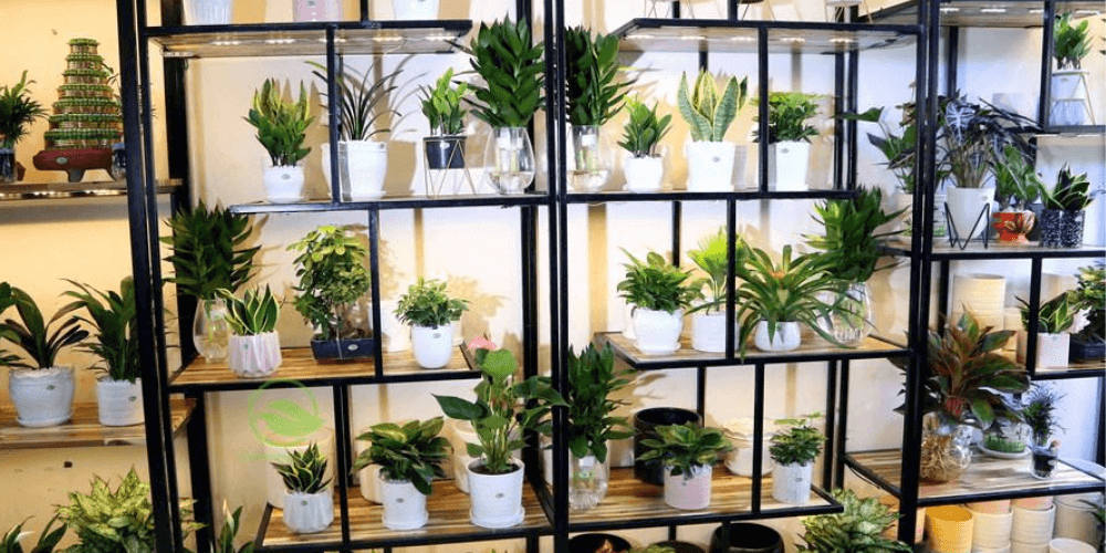 Xây dựng không gian cửa hàng bán cây cảnh một cách khoa học