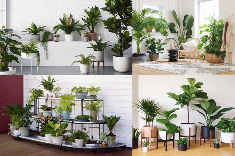 Tạo điểm nhấn cho cửa hàng bán cây cảnh 