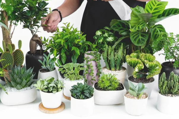 Xây dựng cửa hàng bán cây cảnh gần gũi với thiên nhiên