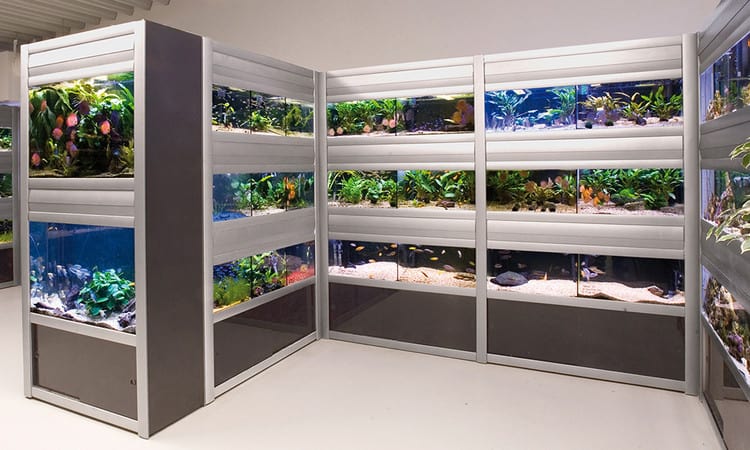 Lợi ích của việc thiết kế cửa hàng cá cảnh tại Đà Nẵng một cách khoa học