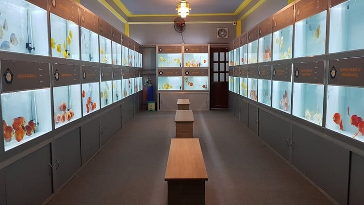 Tiêu chuẩn thiết kế cửa hàng cá cảnh chuyên nghiệp